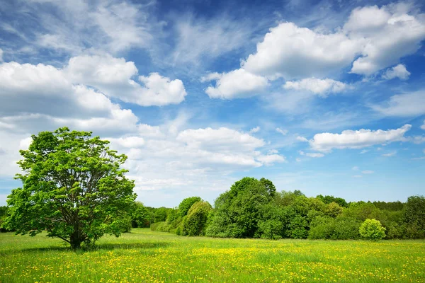 Fält med maskrosor och blå himmel — Stockfoto