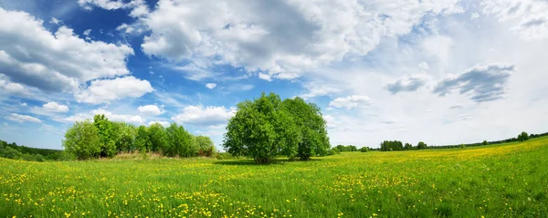 Fält med maskrosor och blå himmel — Stockfoto