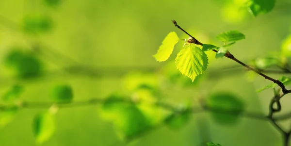 Novas folhas de bétula — Fotografia de Stock