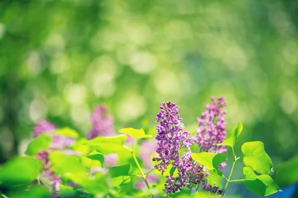 Lilac flowers blooming outdoors — Stock Photo, Image