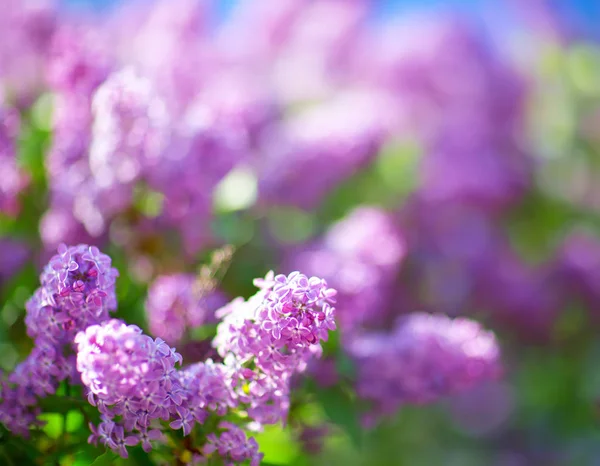 Lilac flowers blooming outdoors — Stock Photo, Image