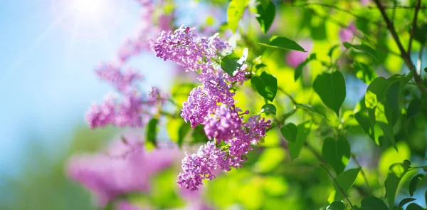 Lilac flowers blooming outdoors — Stock Photo, Image