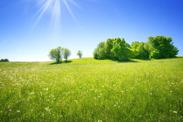 Field with dandelions and blue sky — Stock Photo, Image