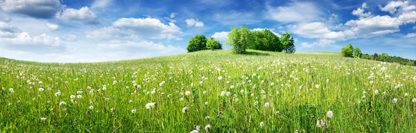 Dandelions ve mavi gökyüzü — Stok fotoğraf