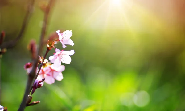 Rameau d'arbre sakura flou sur fond vert — Photo