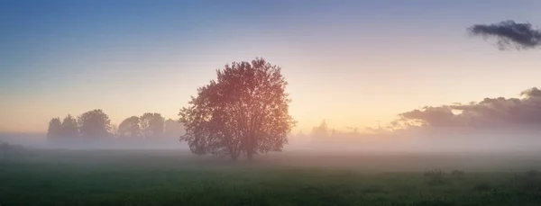 Stromový porost v ranním světle — Stock fotografie