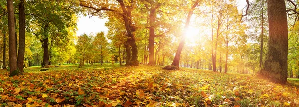 Bomen in het park in de herfst op zonnige dag — Stockfoto