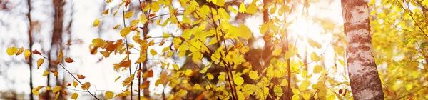 Alberi con foglie multicolori sull'erba nel parco — Foto Stock