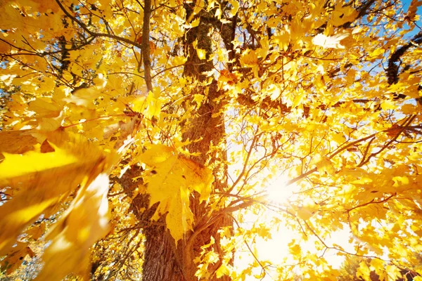 Yellow maple leaves in autumn with beautiful sunlight — Stock Photo, Image