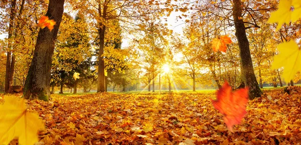 Trees in the park in autumn on sunny day — Stock Photo, Image