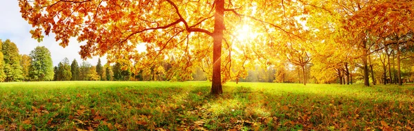 Träd i parken på hösten på solig dag — Stockfoto