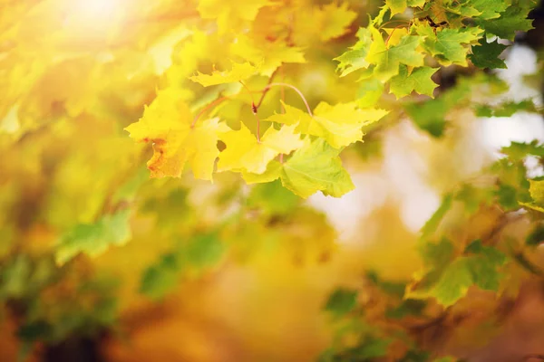 Folhas de bordo amarelas no outono com bela luz solar — Fotografia de Stock
