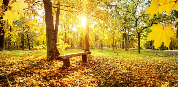 Δέντρα στο πάρκο το φθινόπωρο την ηλιόλουστη μέρα — Φωτογραφία Αρχείου