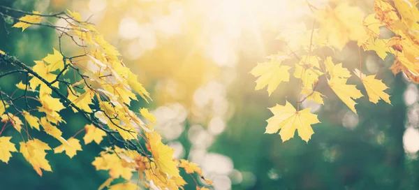 Yellow maple leaves in autumn with beautiful sunlight — Stock Photo, Image