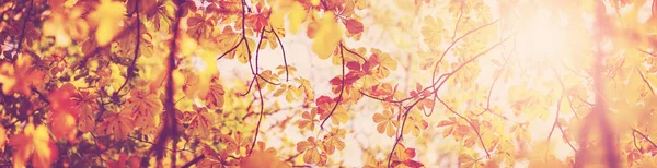 Gula kastanjeblad på hösten med vackert solljus — Stockfoto