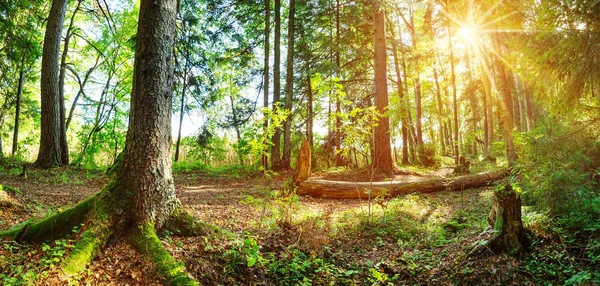 Jedlové stromy v časném ránu s krásným slunečním světlem — Stock fotografie