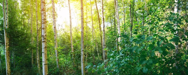 Forêt de bouleaux le matin au début de l'automne — Photo