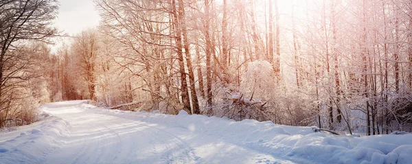 Bäume im Wald mit Schnee bedeckt — Stockfoto