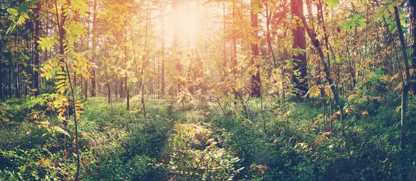 Folhas de árvore no outono na floresta com bela luz solar — Fotografia de Stock