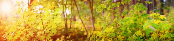 Gula lönnlöv på hösten med vackert solljus — Stockfoto