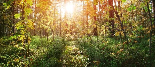 Folhas de árvore no outono na floresta com bela luz solar — Fotografia de Stock