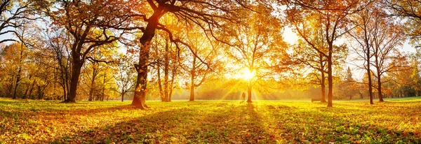 Sonbaharda güneşli bir günde parkta ağaçlar — Stok fotoğraf