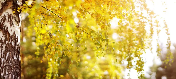 Träd med flerfärgade blad på gräset i parken — Stockfoto