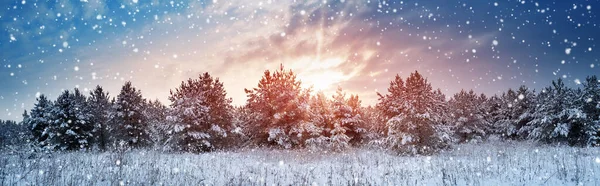 Fenyőfák a téli táj naplementekor — Stock Fotó