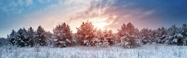 Pins dans le paysage hivernal au coucher du soleil — Photo