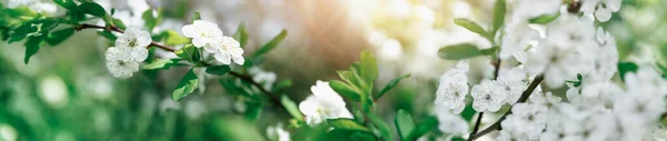 Blurred plum tree background in bloom in spring — Stock Photo, Image