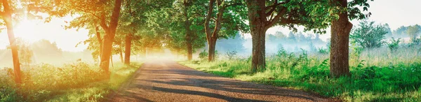 Asphalt road on beautiful early autumn morning — стоковое фото