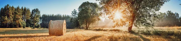 Stromový porost v ranním světle — Stock fotografie