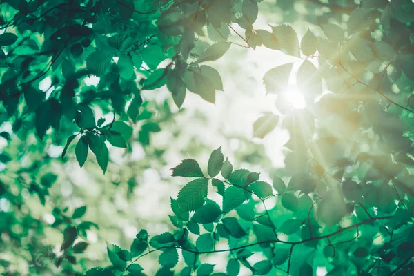 Nya färska blad på grön våren bakgrund — Stockfoto