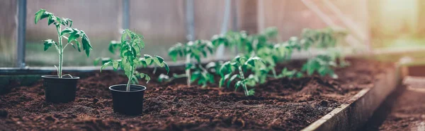 Томатные саженцы, растущие в почве в теплице — стоковое фото