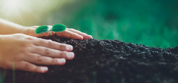 Mãos de uma criança cuidando de uma planta cultivada de sementes no solo — Fotografia de Stock