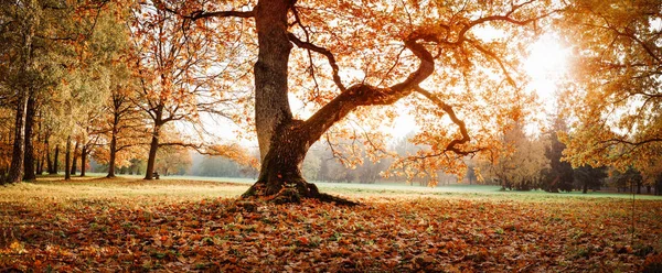 Деревья в парке осенью в солнечный день — стоковое фото