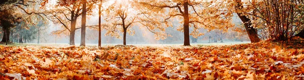 Drzewa w parku jesienią w słoneczny dzień — Zdjęcie stockowe
