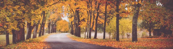 가을에 아름다운 나무들이 있는 아스팔트 길 — 스톡 사진