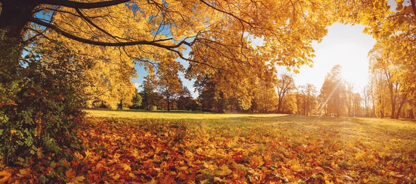 公园的草地上长着五彩斑斓的树叶的树 — 图库照片