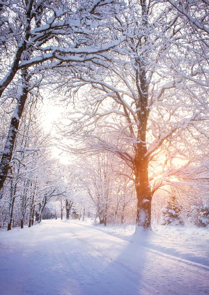 Beco nevado na manhã fria de inverno no campo — Fotografia de Stock