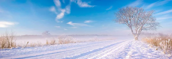Einsamer Baum im Winter im Gelände — Stockfoto