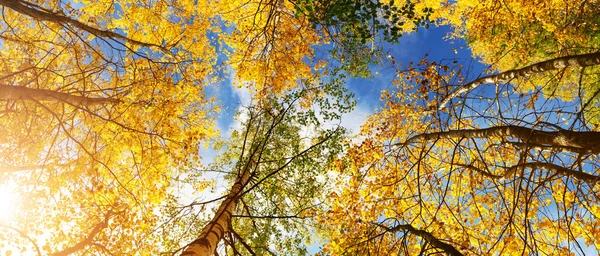 Stromy s pestrobarevnými listy v parku. březové olistění ve slunečném podzimu — Stock fotografie