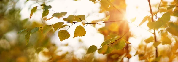 Träd med flerfärgade blad på gräset i parken — Stockfoto