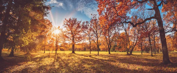 秋天阳光灿烂的日子里公园里的树木 — 图库照片