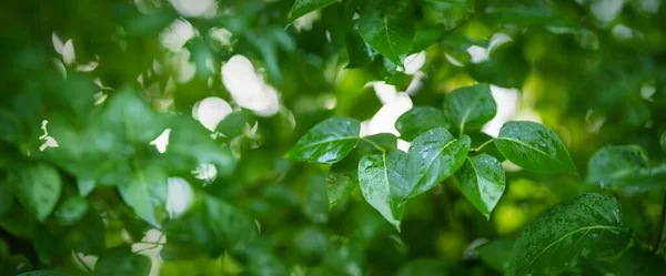 Neue frische Blätter auf grünem Frühlingshintergrund — Stockfoto