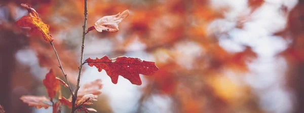 Foglie d'acero rosso in autunno con bella luce solare — Foto Stock