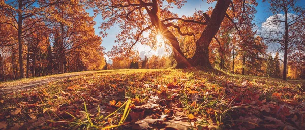 Trees in the park in autumn on sunny day — Stock Photo, Image