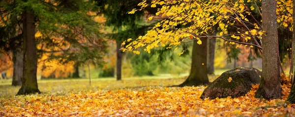 Drzewa z wielobarwnymi liśćmi na trawie parku — Zdjęcie stockowe