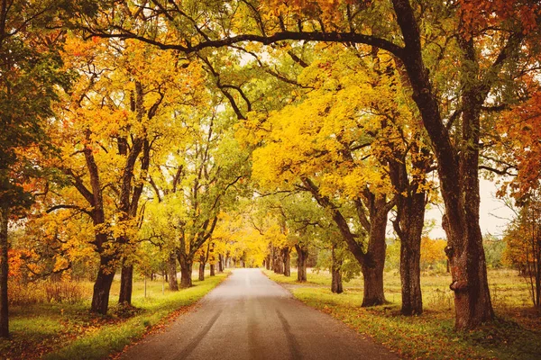 Old asphalt road with beautiful trees in autumn — Stock Photo, Image