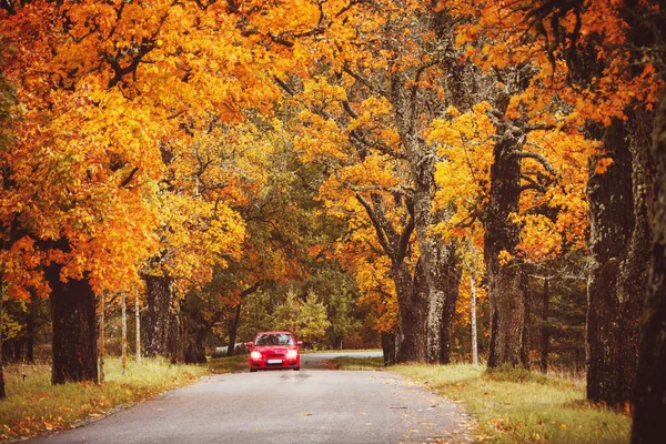 가을에 아름다운 나무들이 있는 오래 된 아스팔트 길 — 스톡 사진